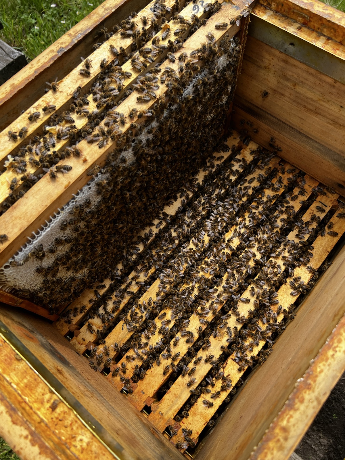 Geöffneter Bienenstock mit Bienenwaben