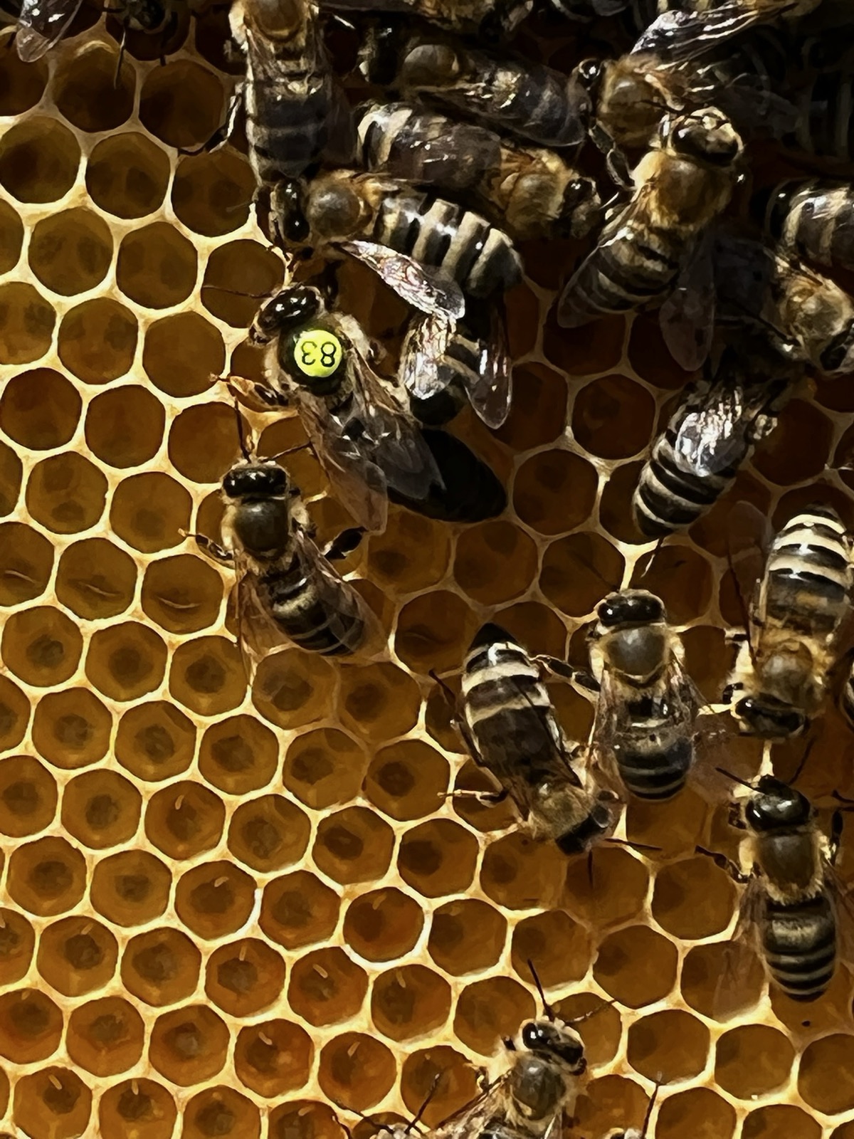 Bienenköniginnen