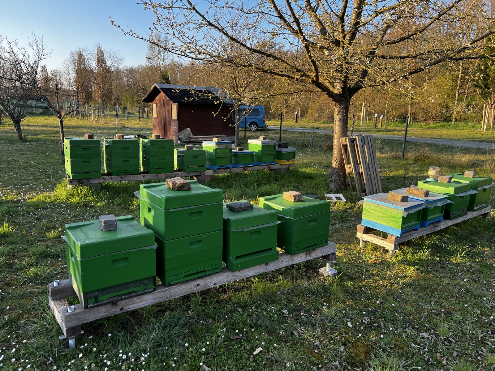 Bienenkästen der Imkerei Kalinics auf einer Wiese