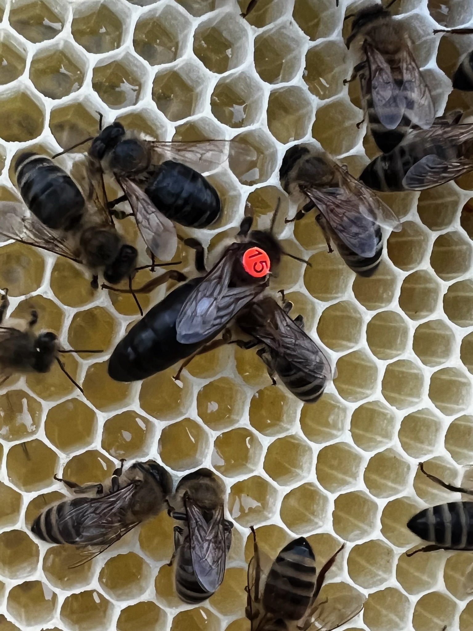 Unbegattete Bienenköniginnen