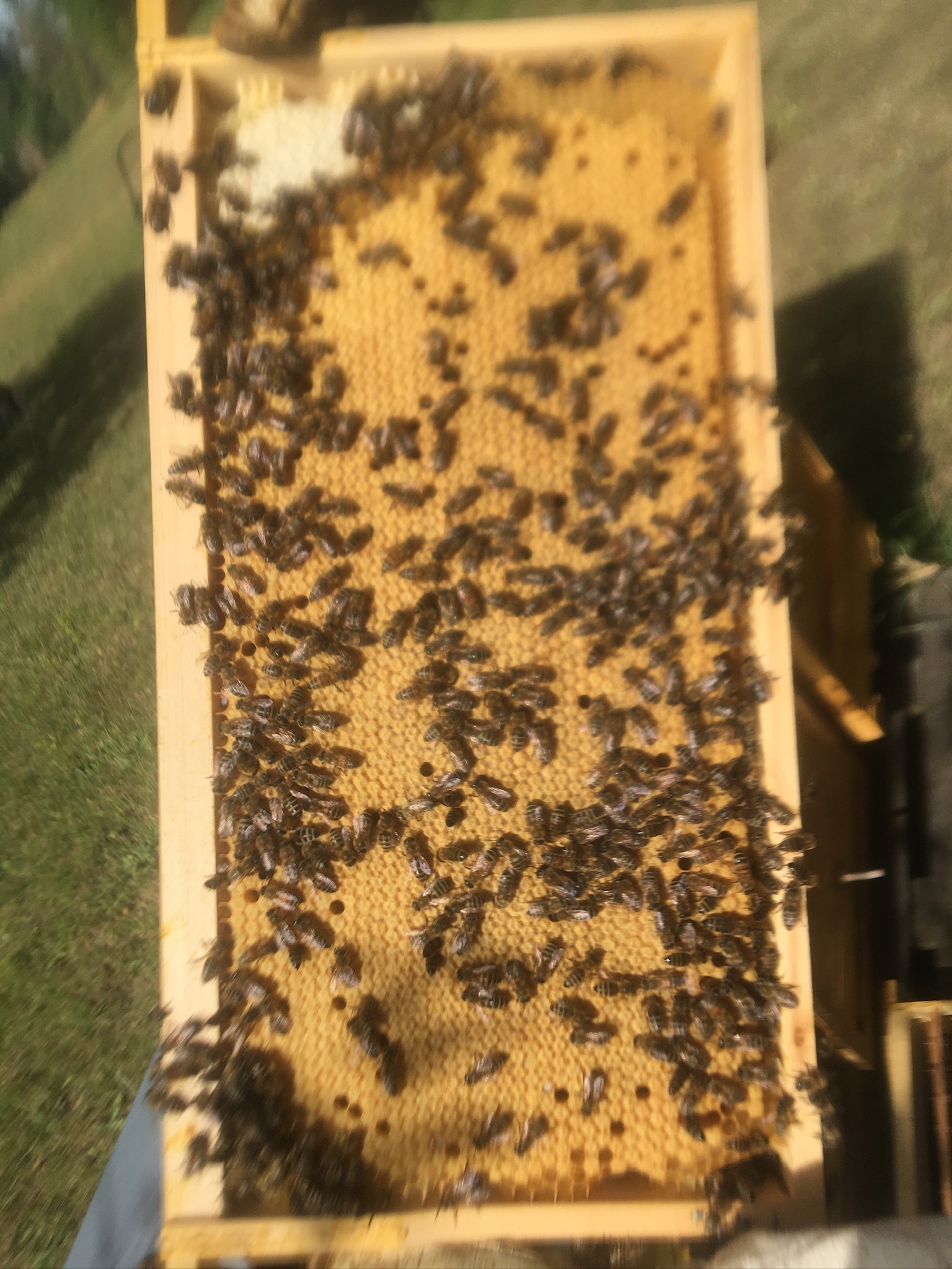 Carnica F1 Bienenköniginnen