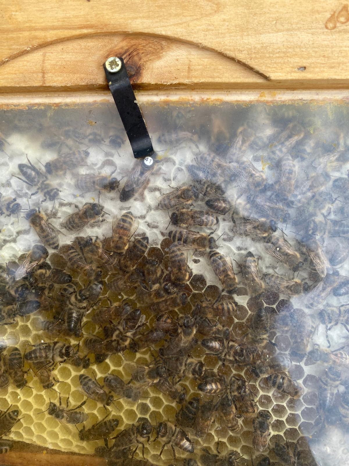 Inselbegattete Bienenkönigin Carnika