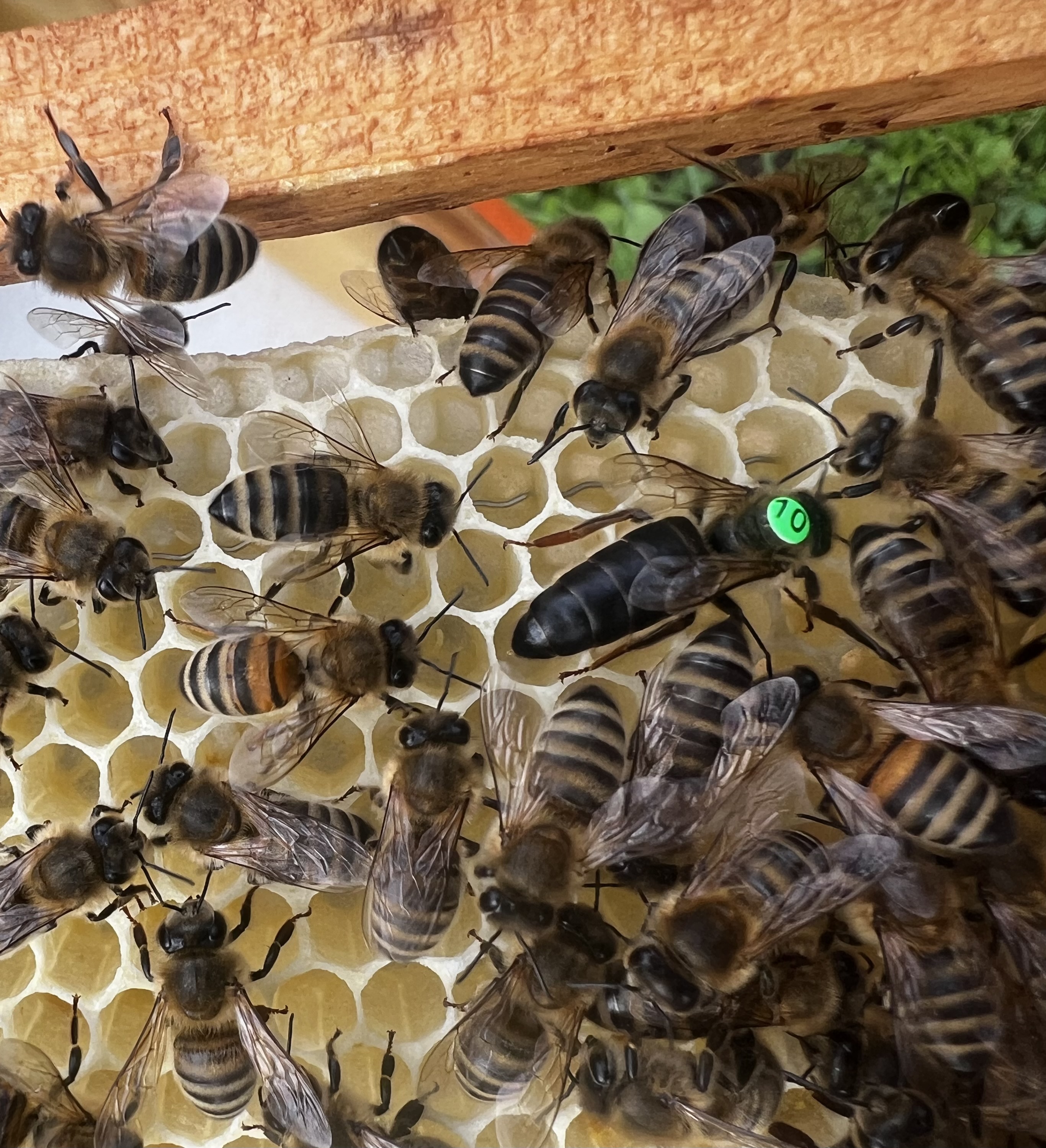 Carnica F1 Bienenköniginnen