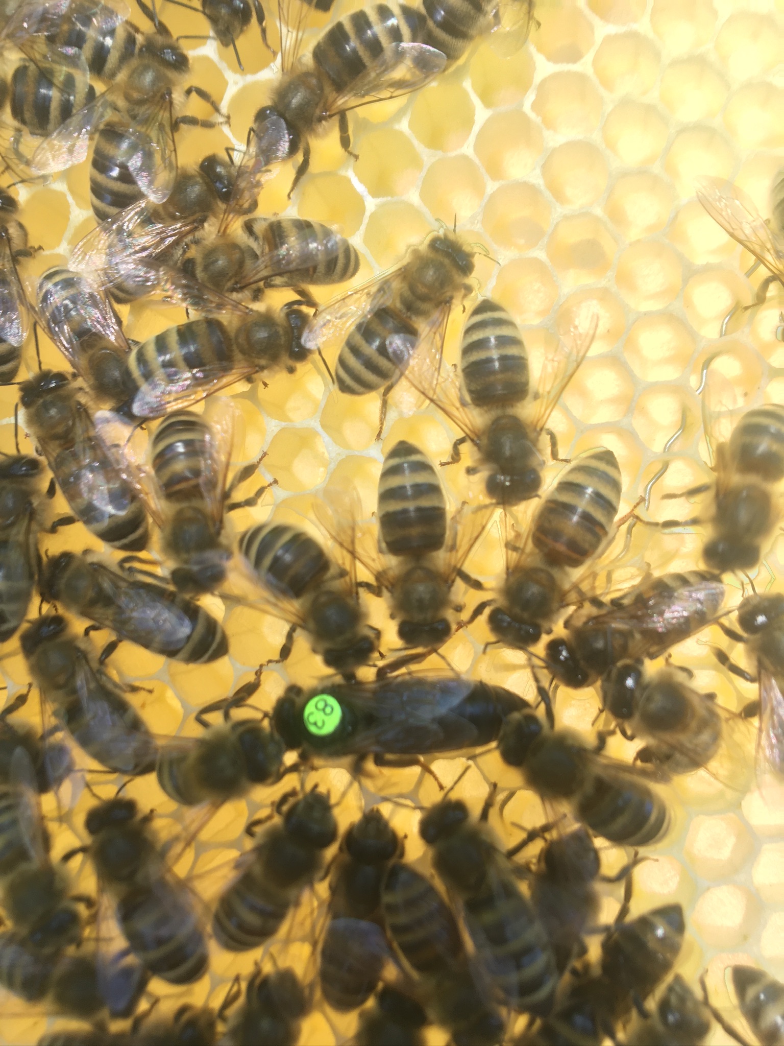 Unbegattete Bienenköniginnen