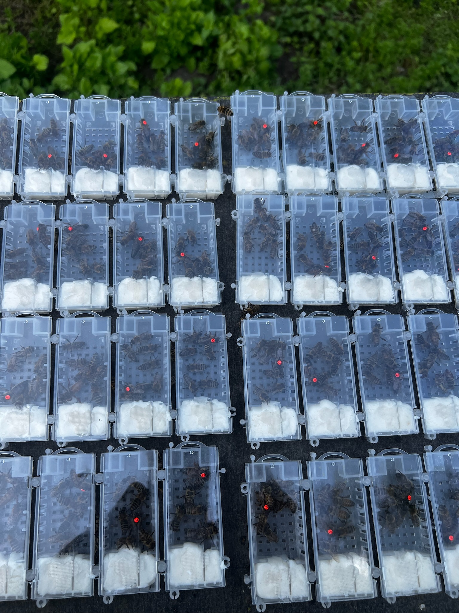 Carnica F1 Bienenköniginnen