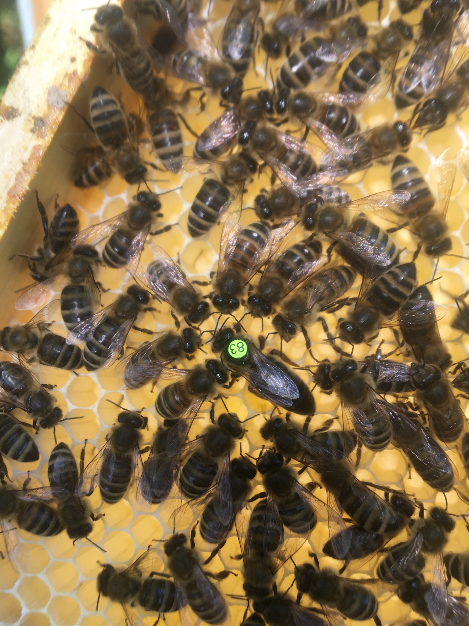Unbegattete Bienenköniginnen