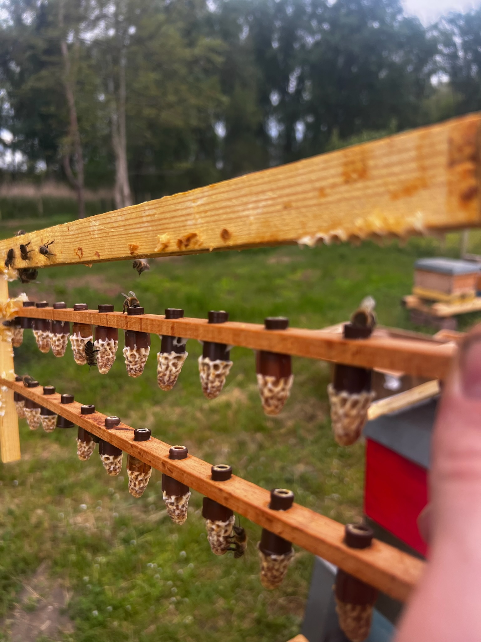 Carnica F1 Bienenköniginnen