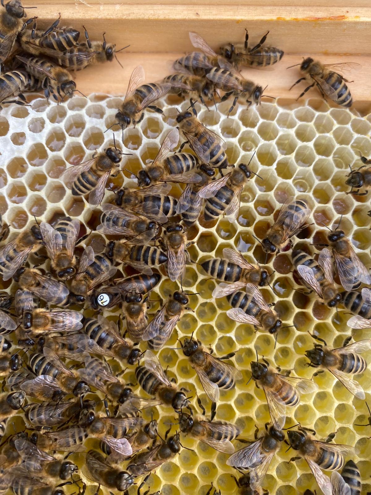 Inselbegattete Bienenkönigin Carnika
